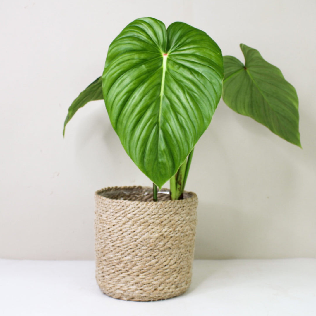 Philodendron Pastazanum 'Silver' L / Korb creme Foliage Dreams