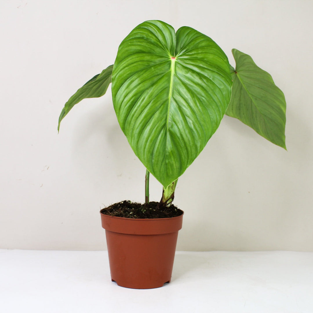 Philodendron Pastazanum 'Silver' L / ohne Übertopf Foliage Dreams