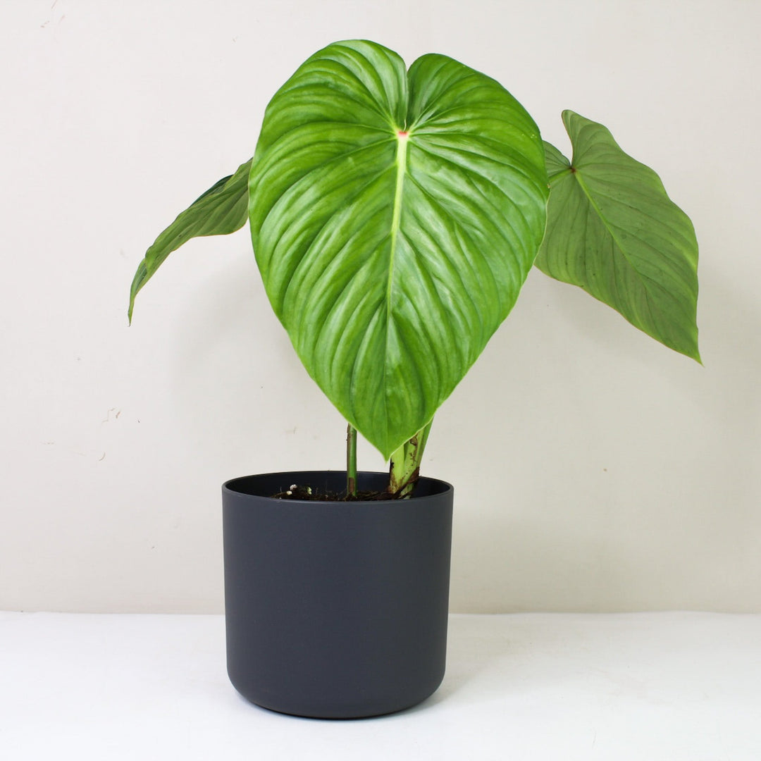 Philodendron Pastazanum 'Silver' L / Topf anthrazit Foliage Dreams