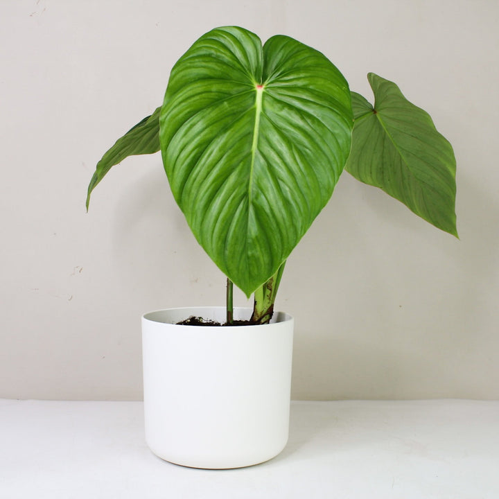 Philodendron Pastazanum 'Silver' L / Topf weiß Foliage Dreams