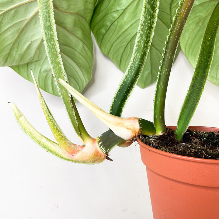 Philodendron Plowmanii Foliage Dreams