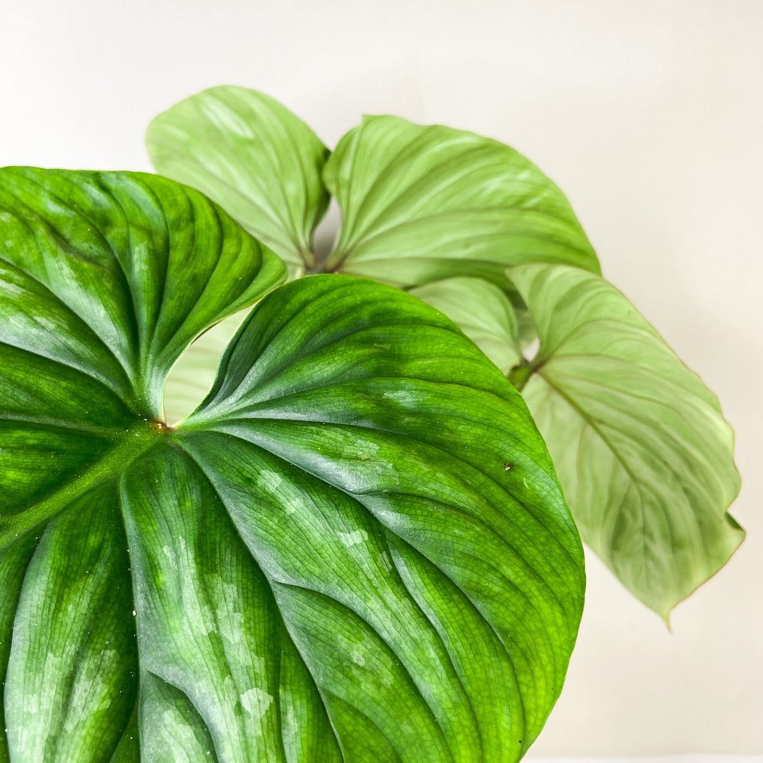 Philodendron Plowmanii Foliage Dreams