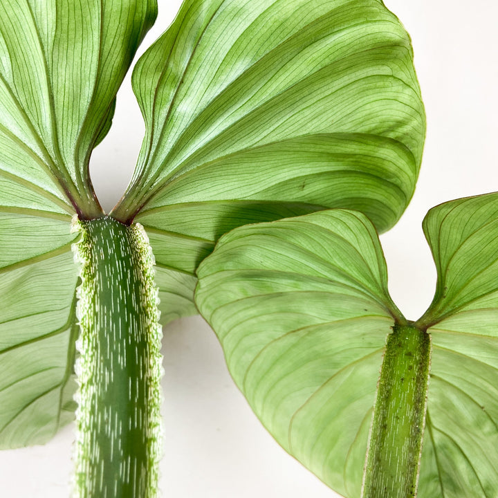Philodendron Plowmanii Foliage Dreams