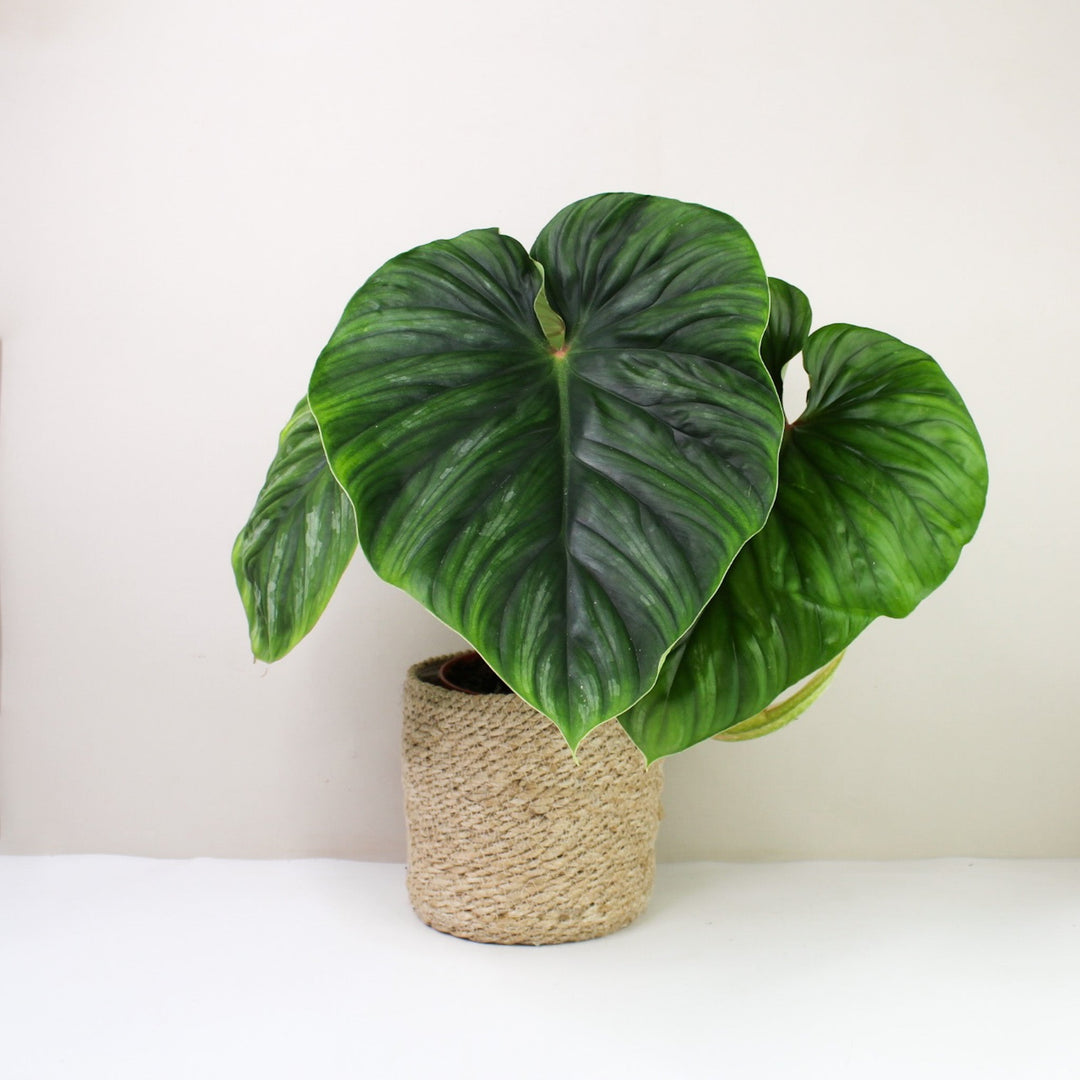 Philodendron Plowmanii Foliage Dreams