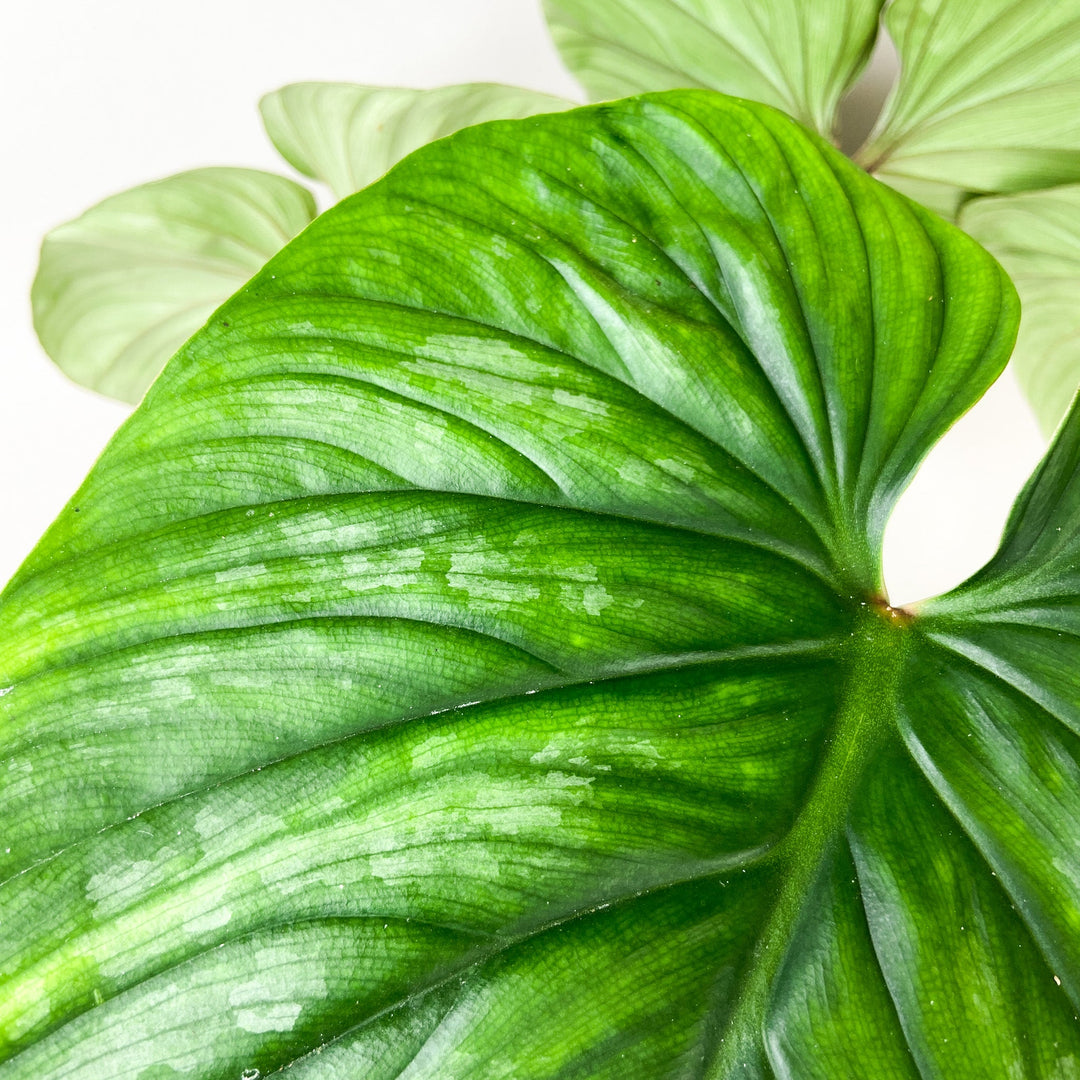 Philodendron Plowmanii Foliage Dreams