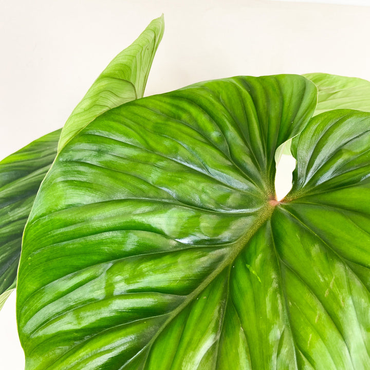 Philodendron Plowmanii Foliage Dreams