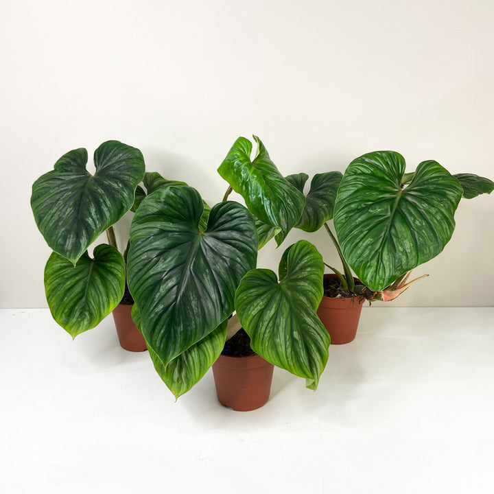 Philodendron Plowmanii Foliage Dreams