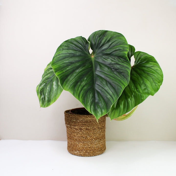 Philodendron Plowmanii L Foliage Dreams