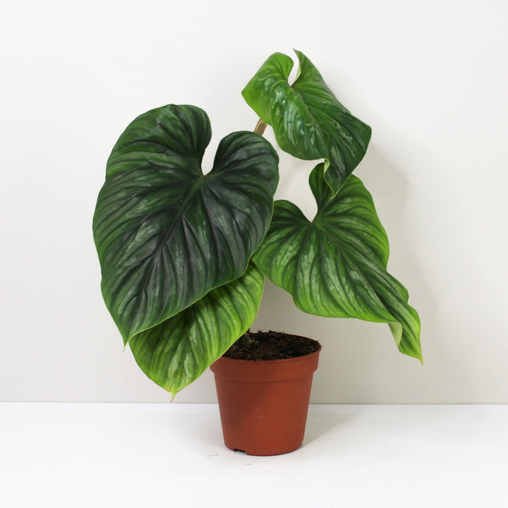 Philodendron Plowmanii L / ohne Übertopf Foliage Dreams
