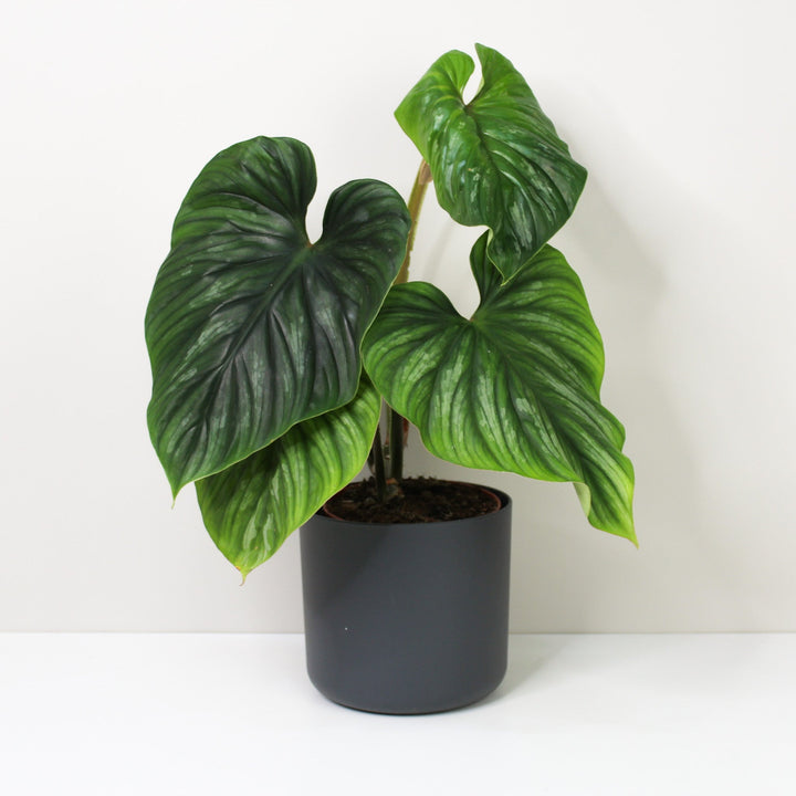 Philodendron Plowmanii L / Topf anthrazit Foliage Dreams
