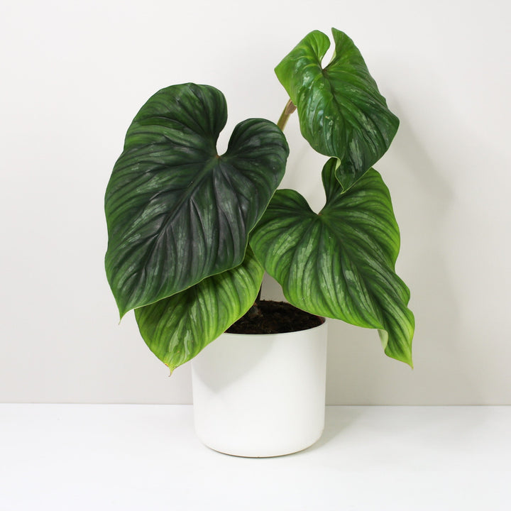 Philodendron Plowmanii L / Topf weiß Foliage Dreams