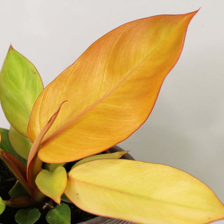 Philodendron Prince of Orange Foliage Dreams