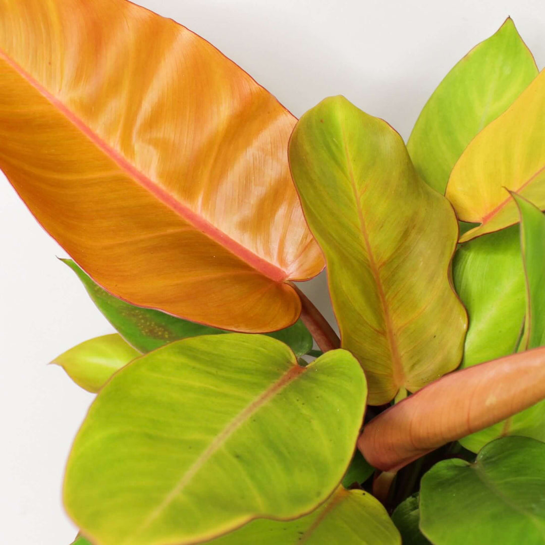 Philodendron Prince of Orange Foliage Dreams