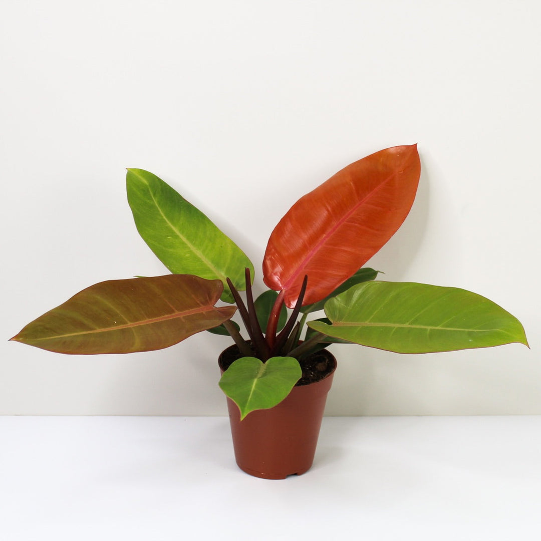 Philodendron Prince of Orange Foliage Dreams
