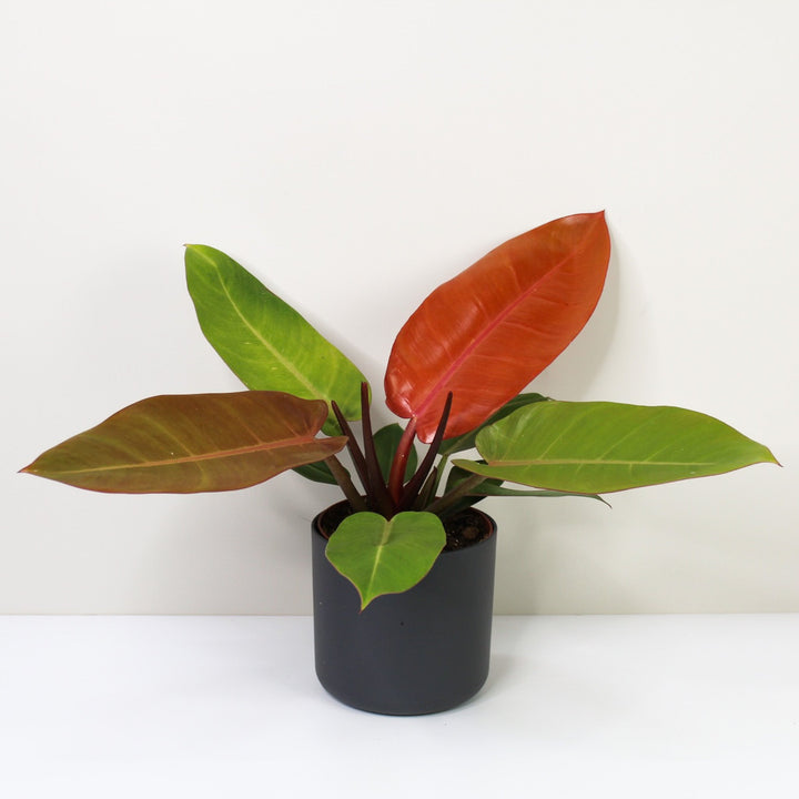 Philodendron Prince of Orange Foliage Dreams
