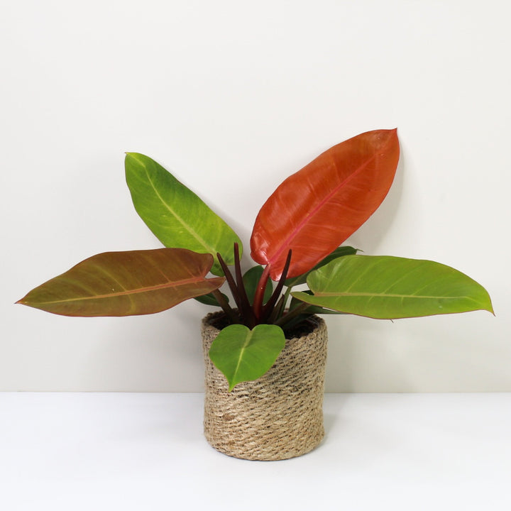 Philodendron Prince of Orange Foliage Dreams