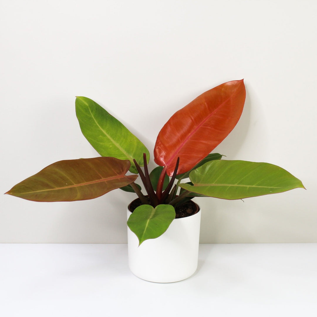 Philodendron Prince of Orange Foliage Dreams