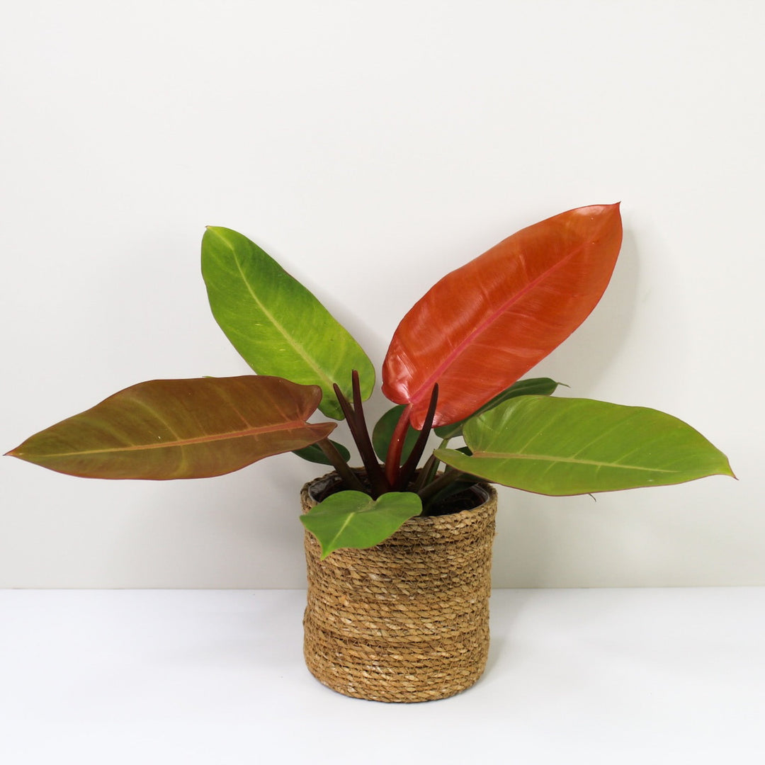 Philodendron Prince of Orange Foliage Dreams