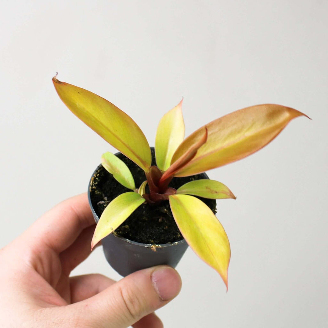 Philodendron Prince of Orange S Foliage Dreams