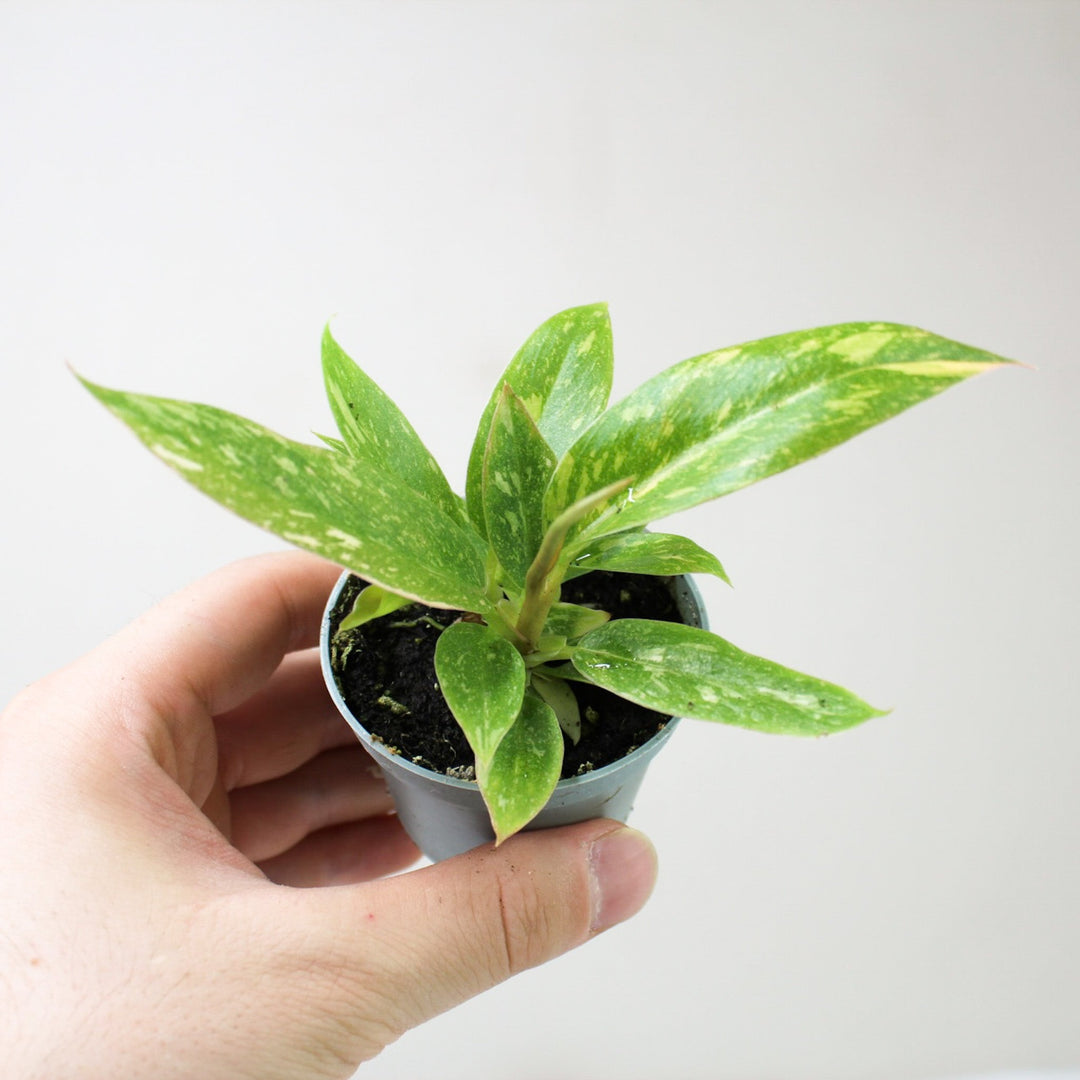 Philodendron Ring of Fire - Babypflanze Foliage Dreams