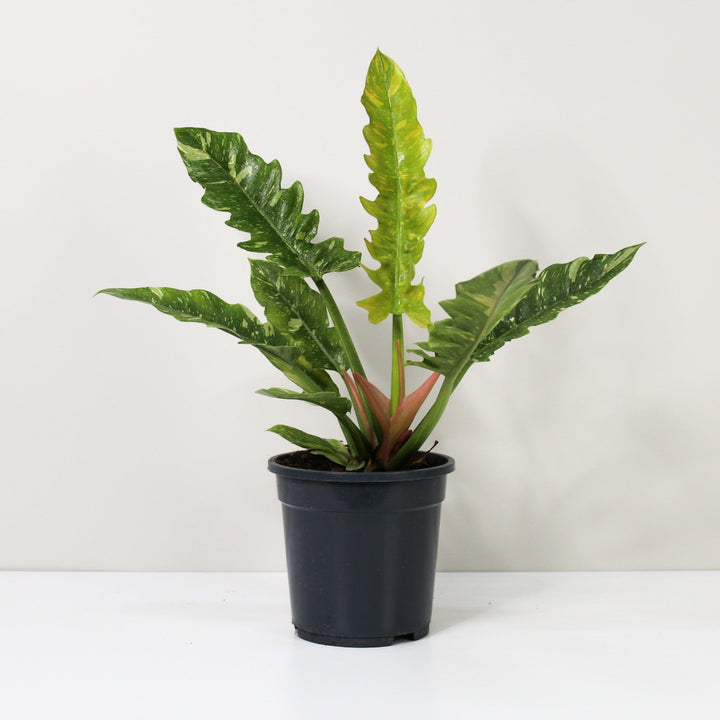 Philodendron Ring of Fire Foliage Dreams