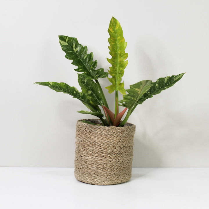 Philodendron Ring of Fire Foliage Dreams