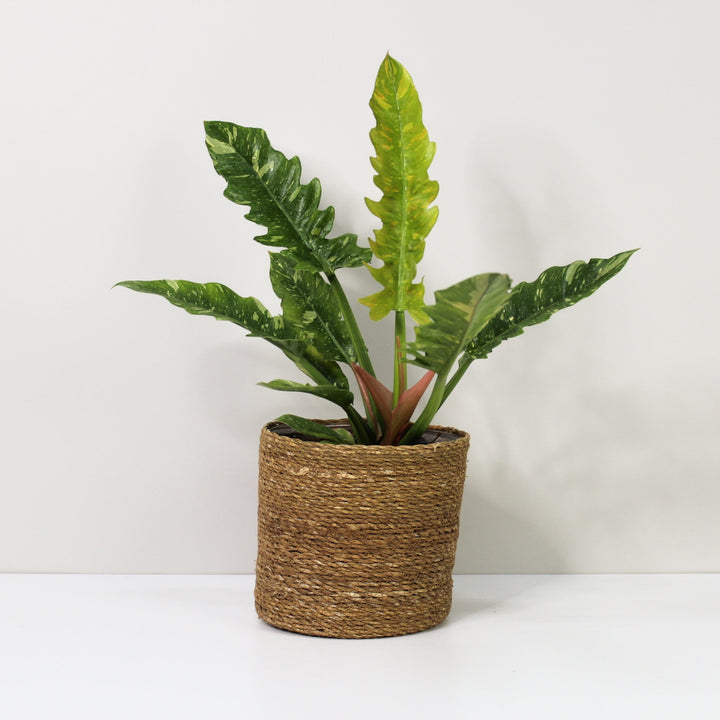 Philodendron Ring of Fire Foliage Dreams