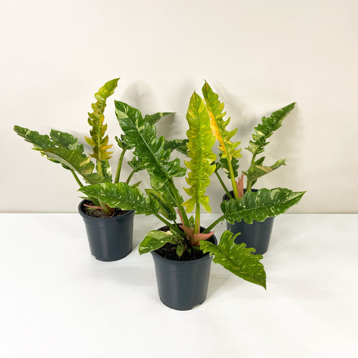 Philodendron Ring of Fire Foliage Dreams