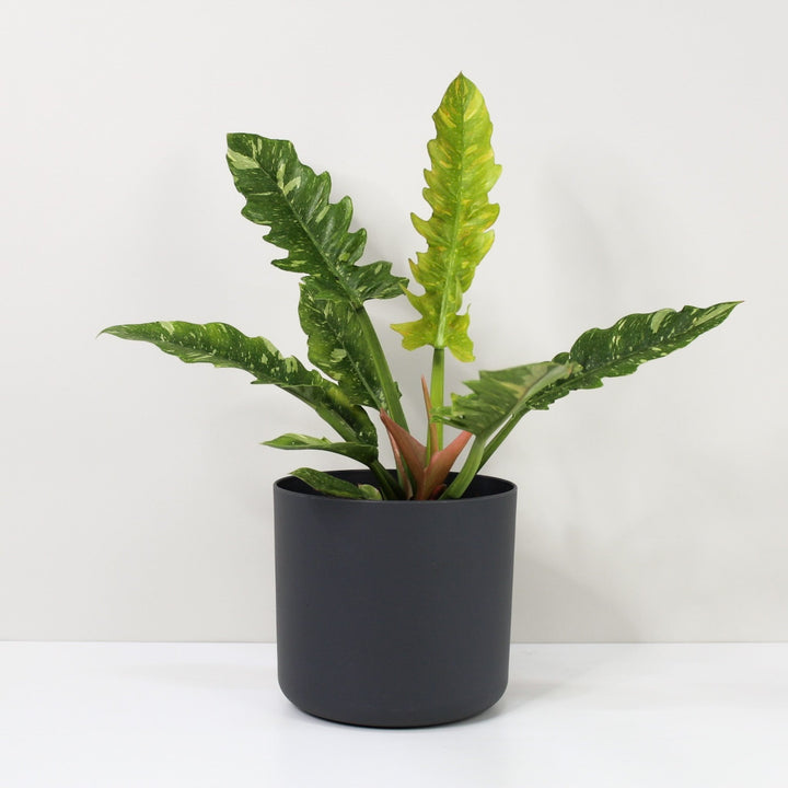 Philodendron Ring of Fire L Foliage Dreams
