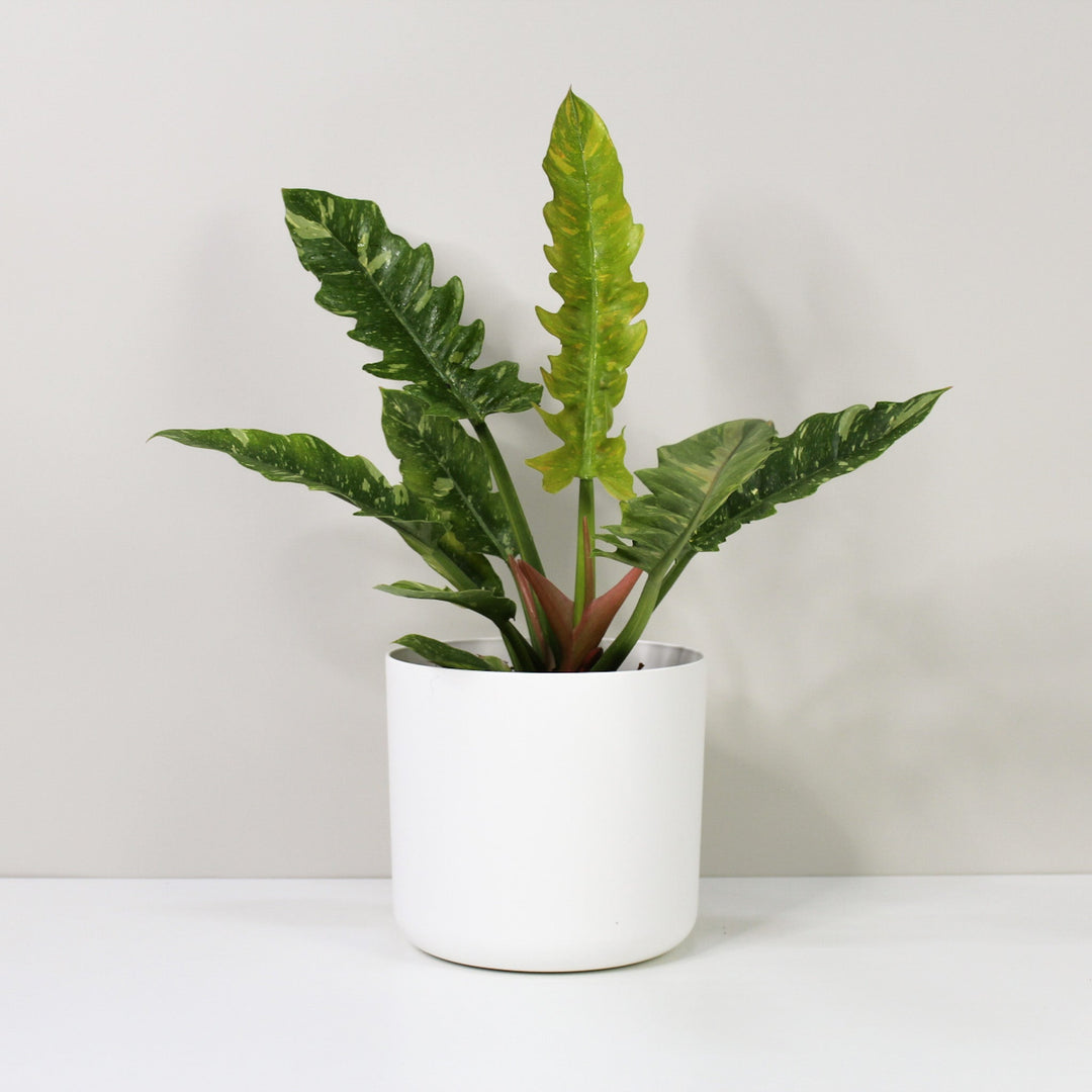 Philodendron Ring of Fire L / Topf weiß Foliage Dreams
