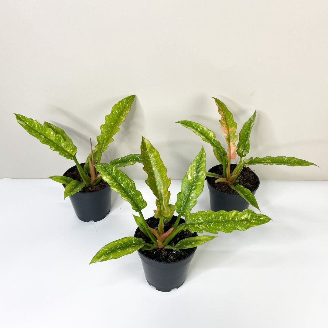 Philodendron Ring of Fire Foliage Dreams