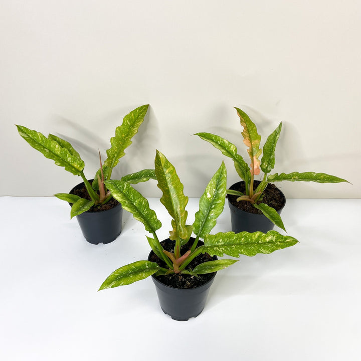 Philodendron Ring of Fire Foliage Dreams