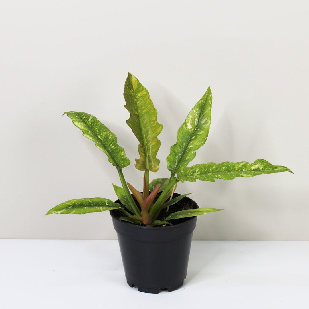 Philodendron Ring of Fire M / ohne Übertopf Foliage Dreams