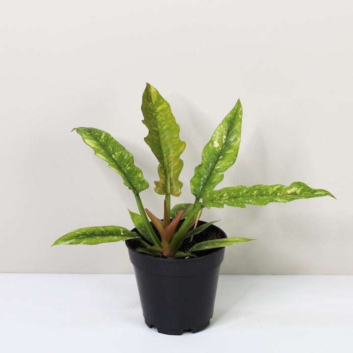 Philodendron Ring of Fire M / ohne Übertopf Foliage Dreams