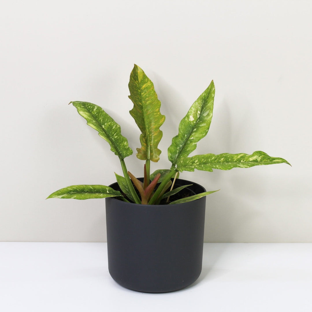 Philodendron Ring of Fire M / Topf anthrazit Foliage Dreams