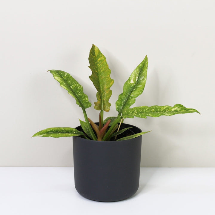 Philodendron Ring of Fire M / Topf anthrazit Foliage Dreams