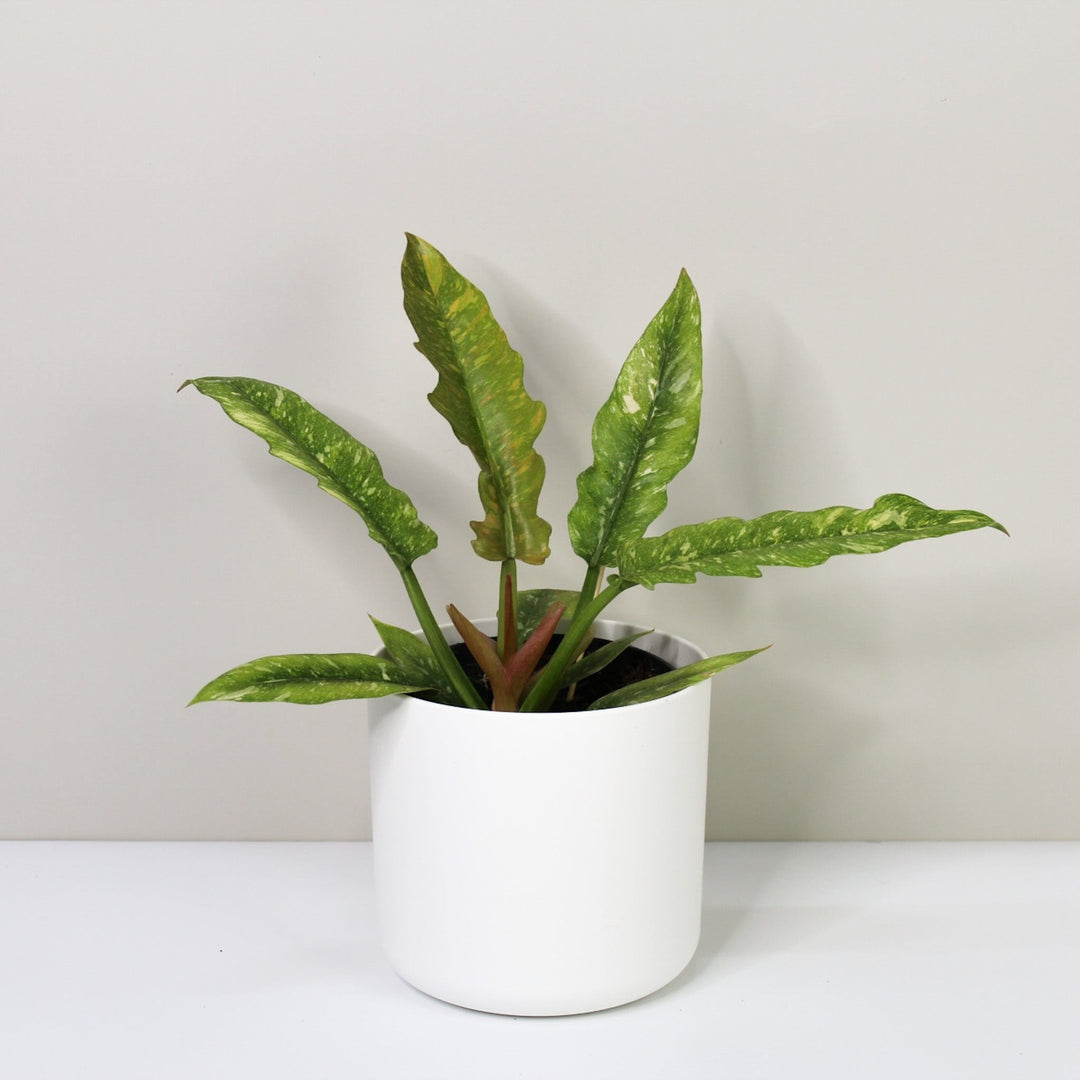 Philodendron Ring of Fire M / Topf weiß Foliage Dreams