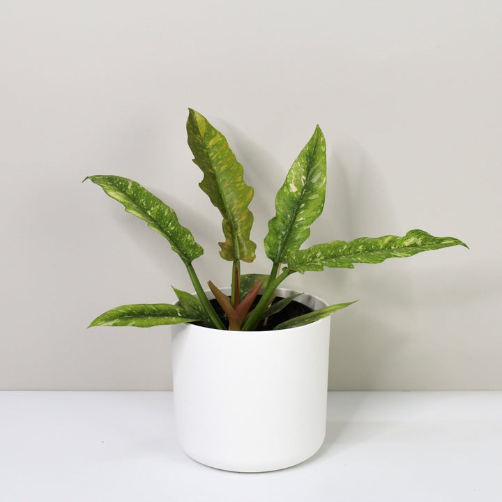 Philodendron Ring of Fire M / Topf weiß Foliage Dreams