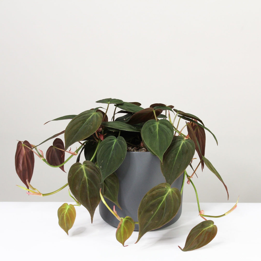 Philodendron Scandens Micans L / Topf anthrazit Foliage Dreams