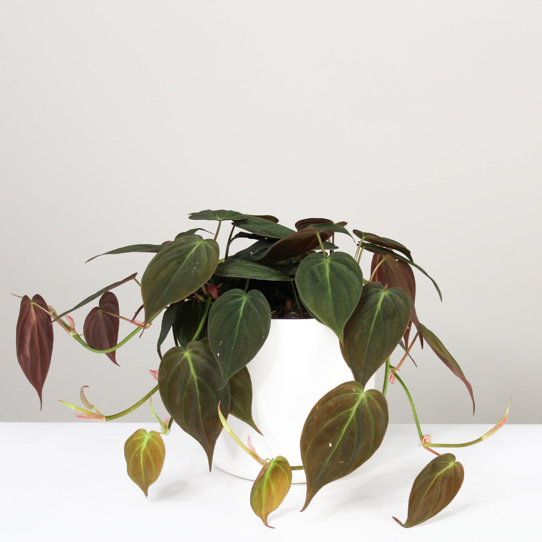 Philodendron Scandens Micans L / Topf weiß Foliage Dreams