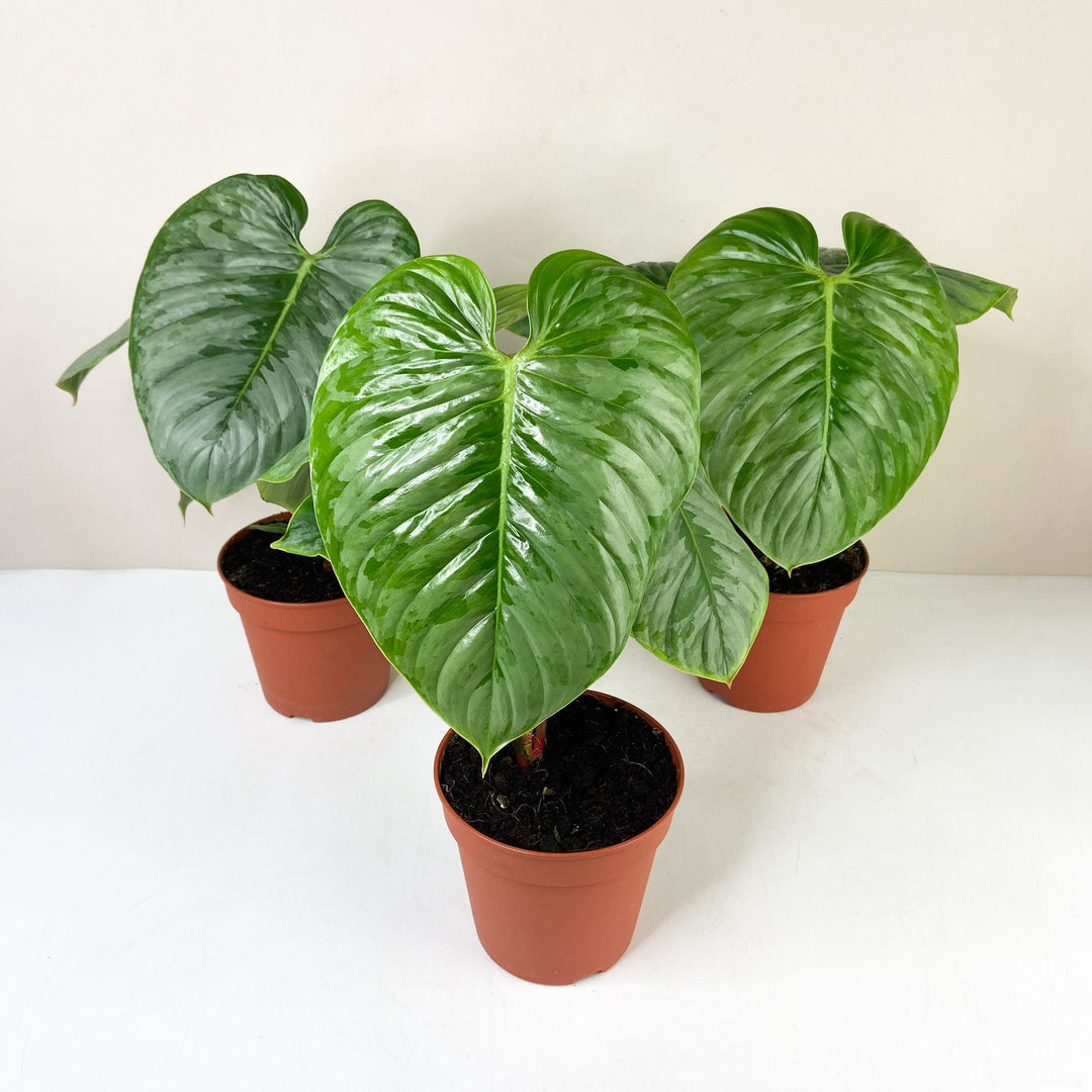 Philodendron Sodiroi Foliage Dreams