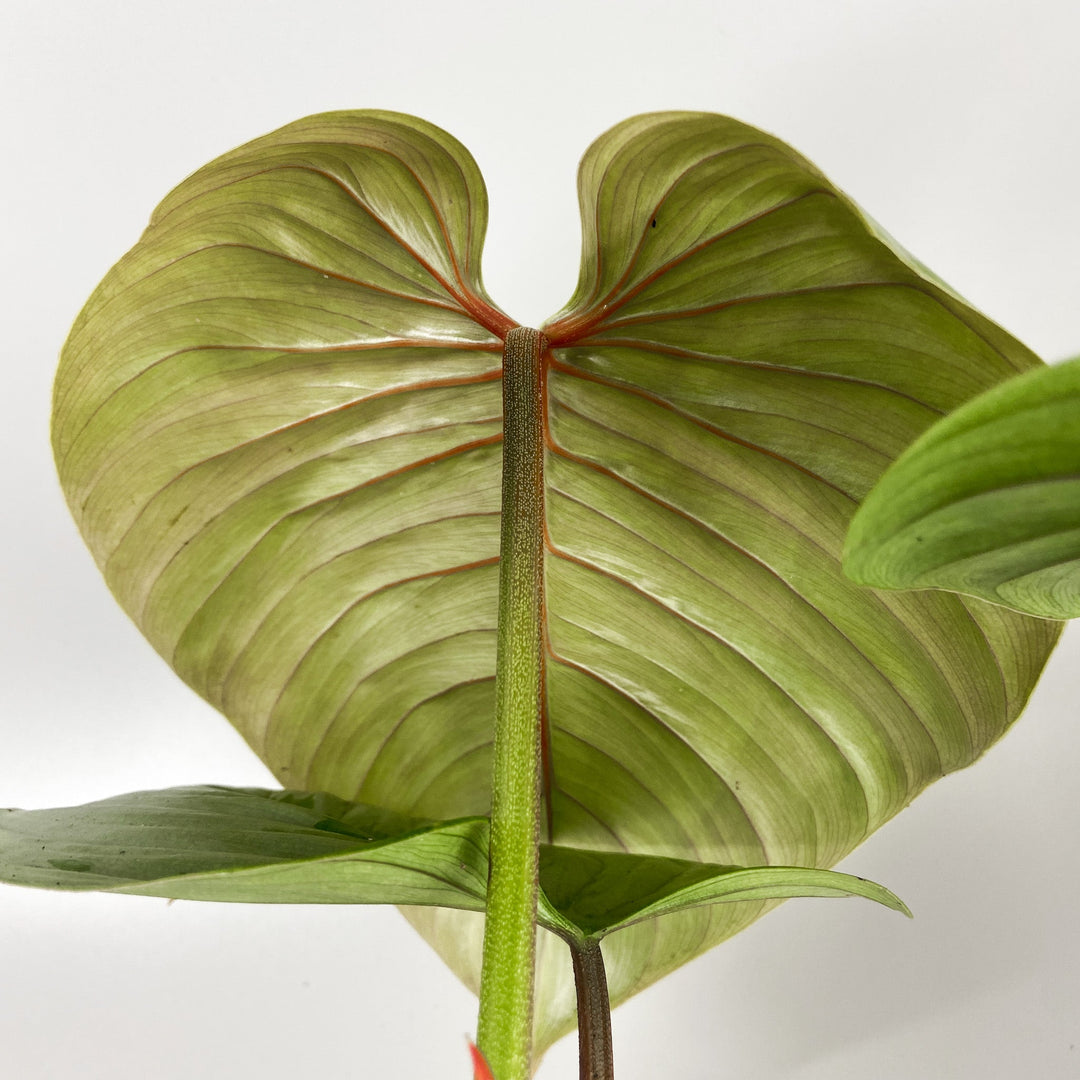 Philodendron Sodiroi Foliage Dreams