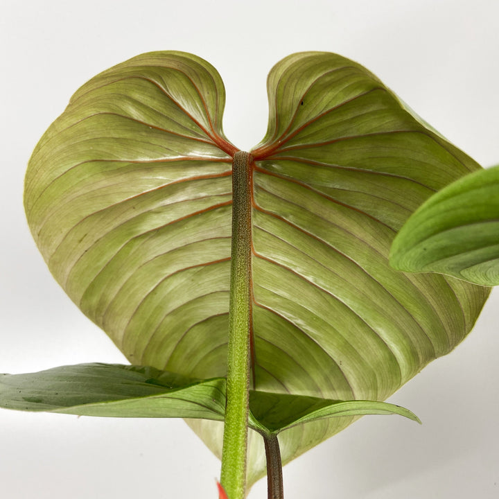 Philodendron Sodiroi Foliage Dreams