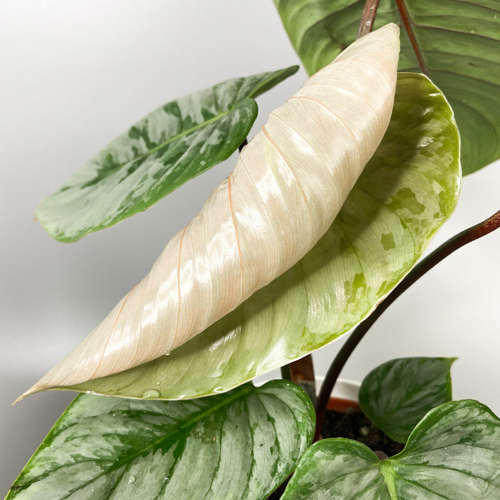 Philodendron Sodiroi Foliage Dreams