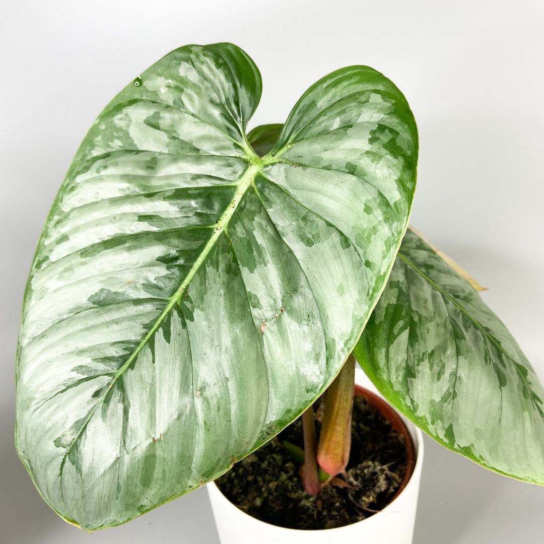 Philodendron Sodiroi Foliage Dreams