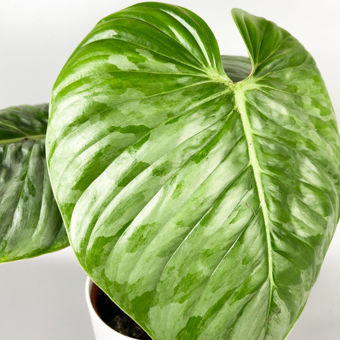 Philodendron Sodiroi Foliage Dreams