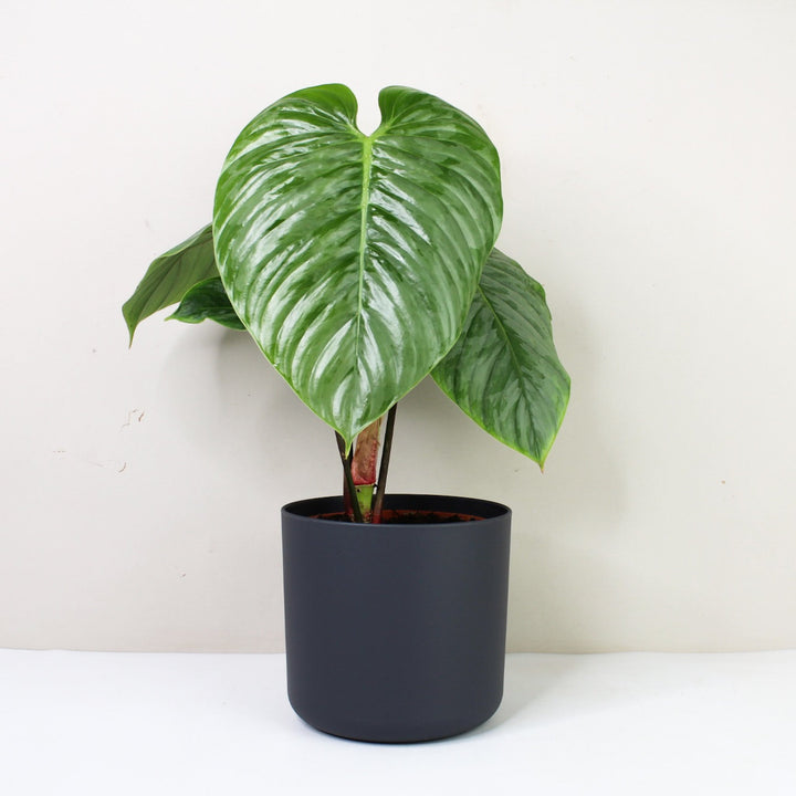 Philodendron Sodiroi M Foliage Dreams