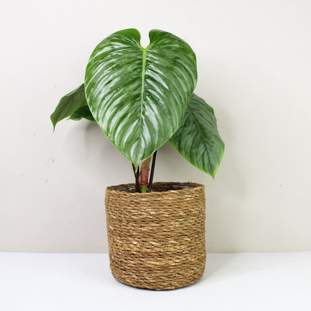 Philodendron Sodiroi M / Korb braun Foliage Dreams