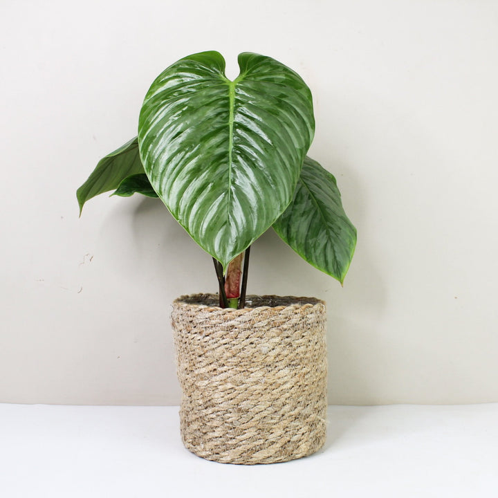 Philodendron Sodiroi M / Korb creme Foliage Dreams