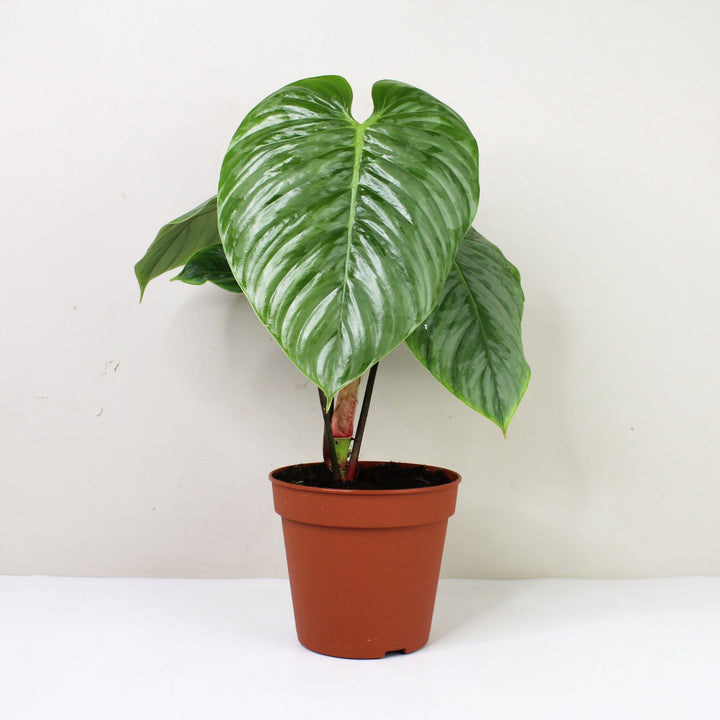 Philodendron Sodiroi M / ohne Übertopf Foliage Dreams